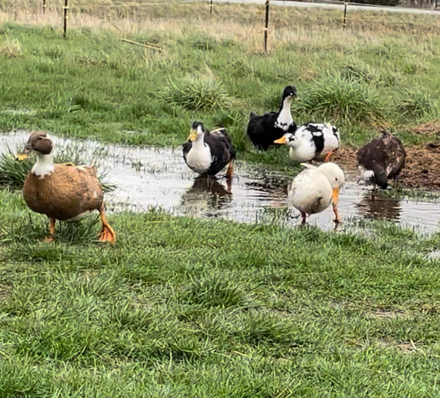 DUCK EGGS Large Farm Fresh Eggs in Health & Special Needs in Windsor Region - Image 3