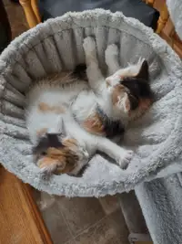 2 chatons femelles