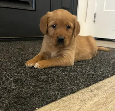 Purebred Red Retriever Puppies for Sale! 2 females available!, View more