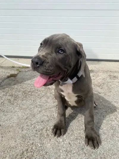 Purebred Cane Corso Puppies Male Puppy (black) Female Puppy (blue) 11 Weeks Old docked tail Ear crop...