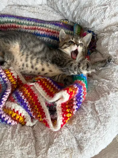 8weeks cuteness ! Healthy kittens, View more