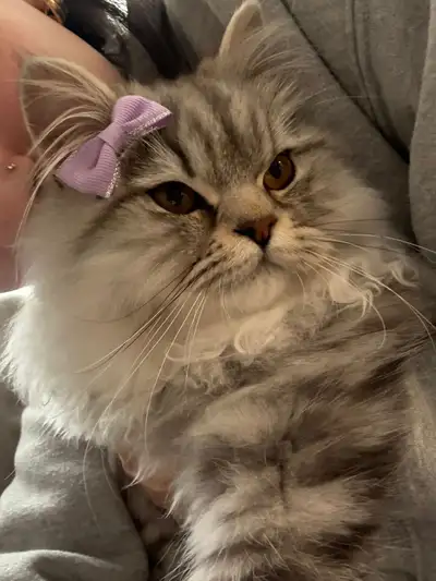 ragdoll and hymilaian , View more