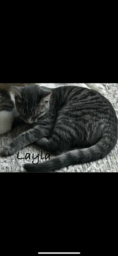 Bonjour, À contre cœur, nous devons laisser partir notre petite Layla. Une chatte d’un an et demi de...