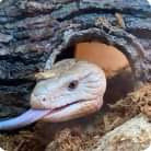 8 Year old "Blue Tongue Skink".  