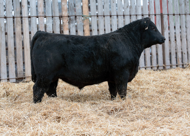 Red and Black Angus Yearling and 2 Year old bulls for sale in Livestock in Winnipeg - Image 2