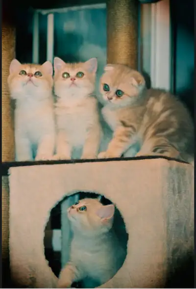 British gold and silver chinchilla and Scottish kittens , View more