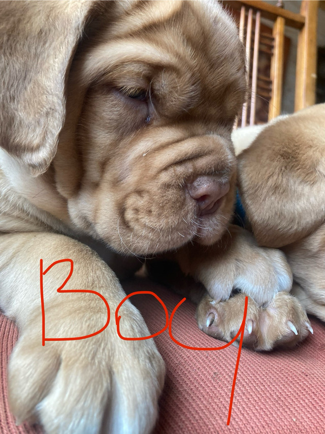 Purebred dogue de Bordeaux READY NOW in Dogs & Puppies for Rehoming in Charlottetown