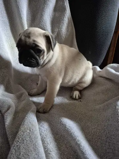 Pug puppies, View more