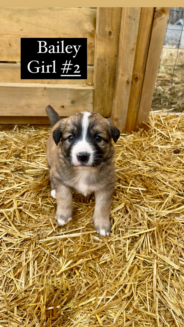 PUPPIES FOR SALE!! in Dogs & Puppies for Rehoming in Winnipeg - Image 2