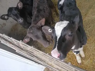 2 Angus cross heifer 1 is a Holstein bull calf All calves were bottle babies and have been weaned Th...