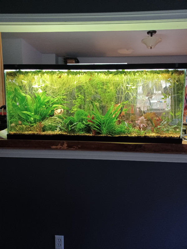 Live aquarium plants $5.00 each in Fish for Rehoming in Trenton
