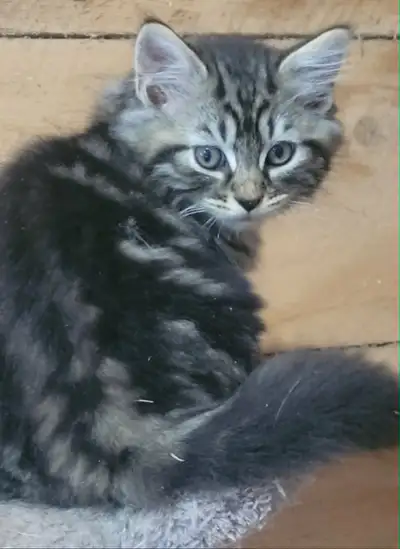 Healthy long haired mix kittens, View more
