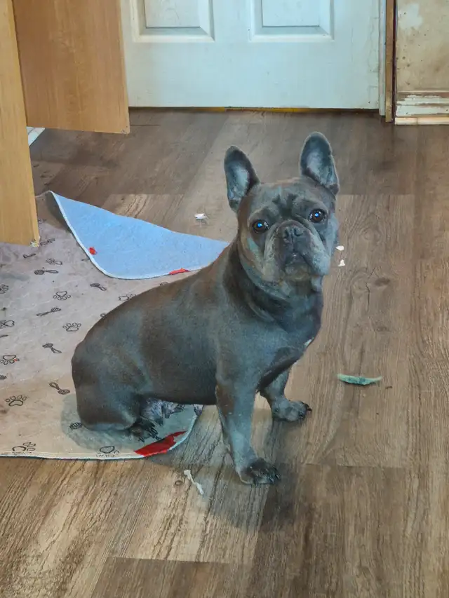 Bouledogue francais in Dogs & Puppies for Rehoming in Laurentides - Image 5