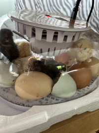 Baby chicks & eggs