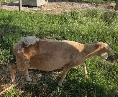 two Katahdin ewes recently bred for fall lambs, View more