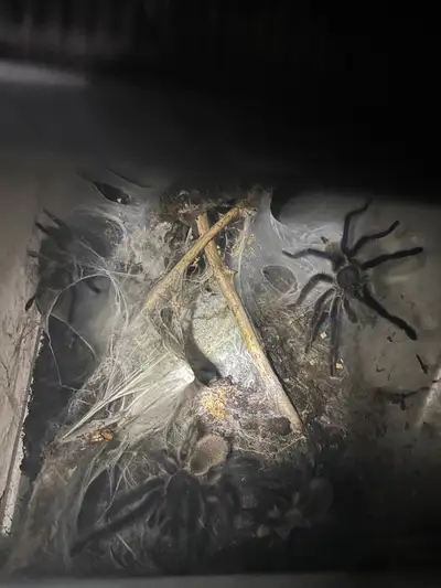 Monocentropus balfouri 1 male 3 female Come with tank