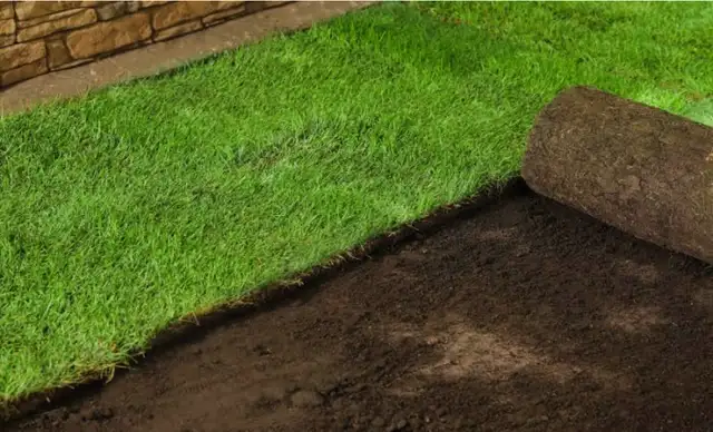 Sod installation422058908997406721