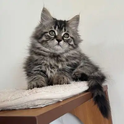 hypoallergenic Siberian kittens, View more