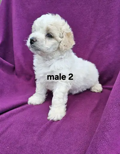 Bichonpoo puppies , View more