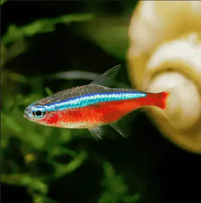 Cardinal tetra Not full size yet, roughly 1.5-2cm $4 each. Minimum 5 for $20 10 for $30 Pickup near...