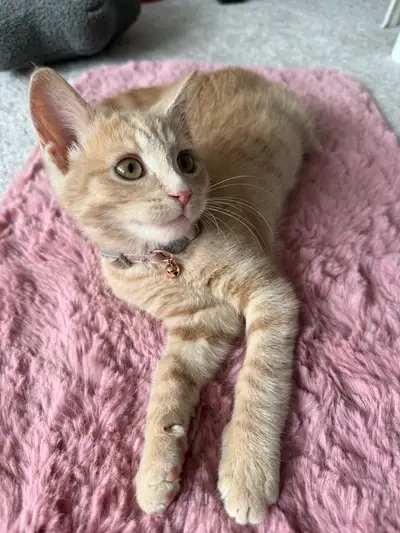 kitten for adoption , View more