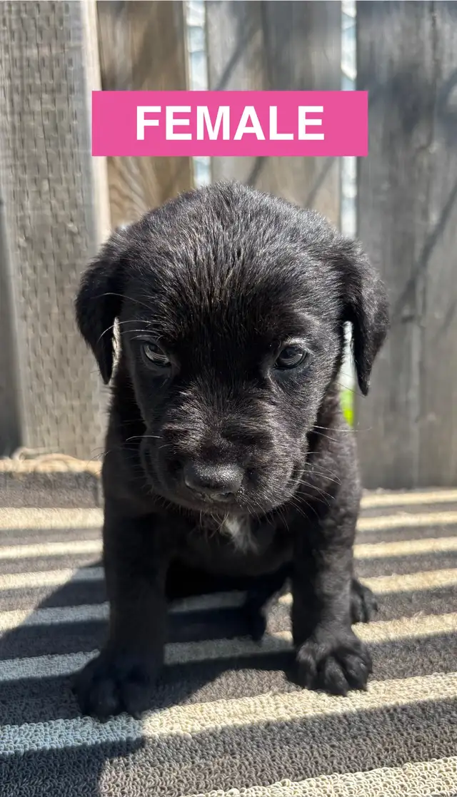 Adorable Puppies in Dogs & Puppies for Rehoming in Winnipeg - Image 8