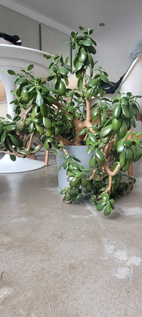 XL 2.5 ft x 3.5 ft wide Jade plant in beautiful 9" grey pot IKEA