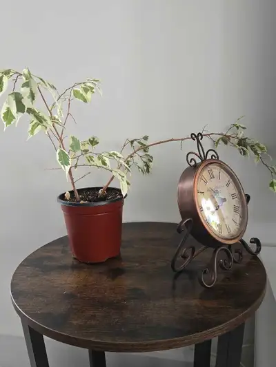 indoor plant , View more