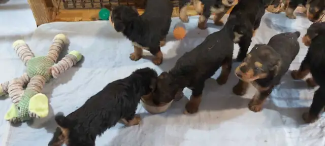 Airedale Terrier Puppies CKC Reg'd in Dogs & Puppies for Rehoming in Sudbury - Image 10