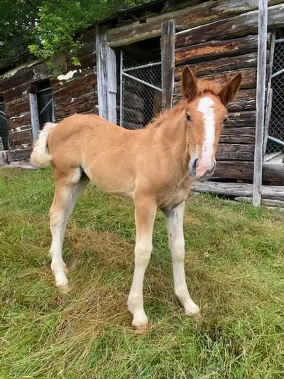 Belgian filly, View more