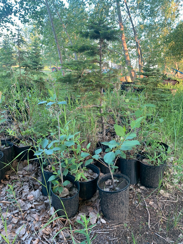 150 small potted trees and shrubs. 8 each Plants, Fertilizer & Soil