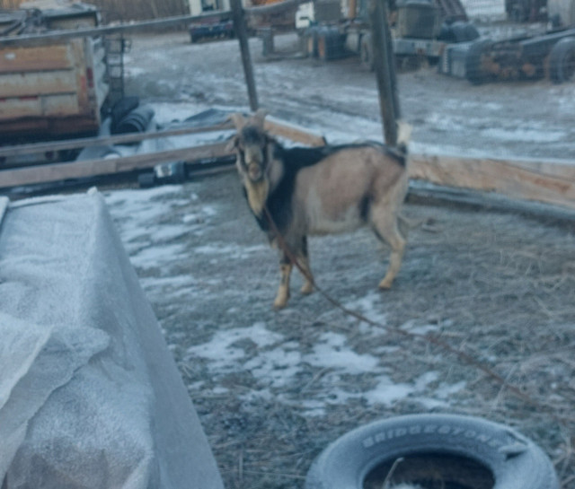 Goats. in Livestock in Fort St. John - Image 3