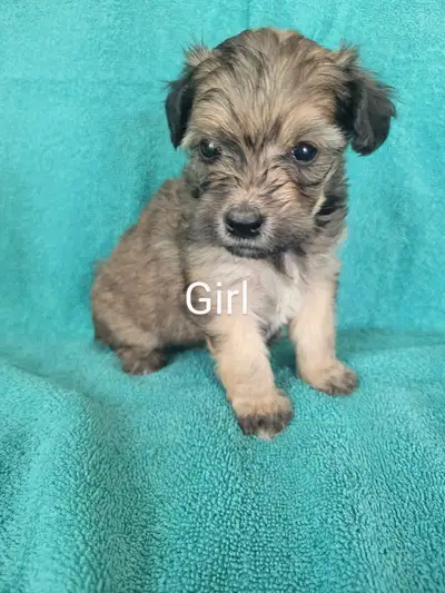 Maltipoo puppies, View more