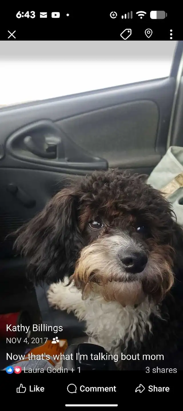 GROOMING AVAILABLE 520784351561656326