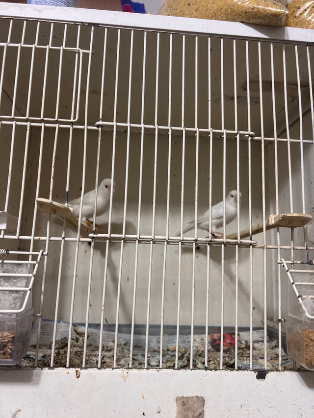 White canaries for sale in Birds for Rehoming in City of Toronto - Image 3