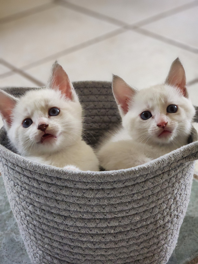 3 Kittens dans Chats et chatons à adopter  à Edmundston - Image 2