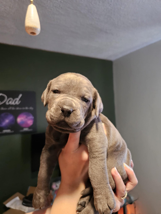 Cane Corso Puppies in Dogs & Puppies for Rehoming in Sudbury - Image 4