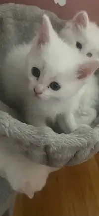 Pure white Turkish Angora kittens 
