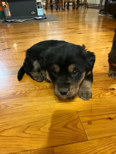 Puppies for sale, View more