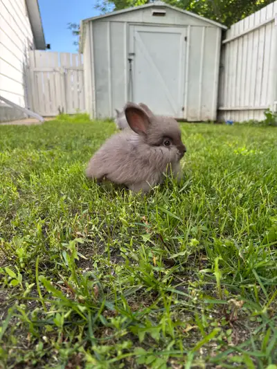 DELIVERY AVAILABLE TO EDMONTON July 23rd!!! Small gas fee. 3 Beautiful purebred English angora baby...