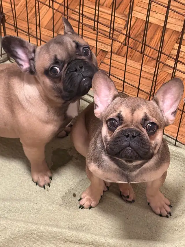 Superbes chiots Frenchie disponibles  Pure race, en sant in Dogs & Puppies for Rehoming in Laval / North Shore - Image 2