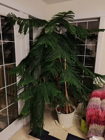 About 190 cm, healthy.