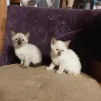 Beautiful Siamese kittens 
