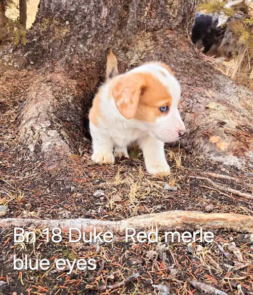 We have 6 beautiful Corgi / B order Collie cross puppies and one male red & white Purebred born Oct...