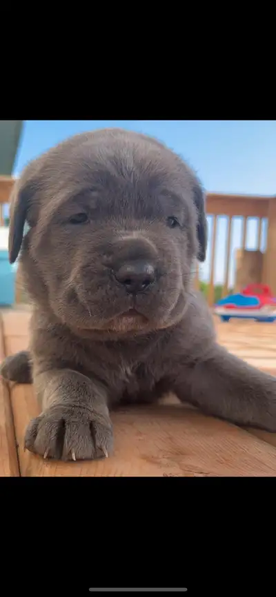 Cane Corso Puppies, View more