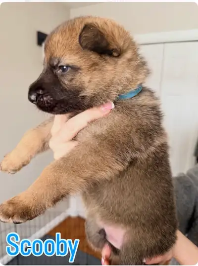 4 Female, 1 Male German Sheppard puppies, View more