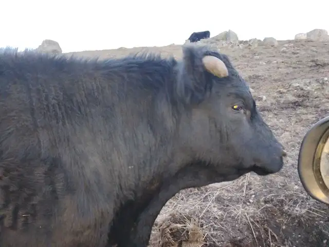 organically raised beef  halves or whole64872056990849122