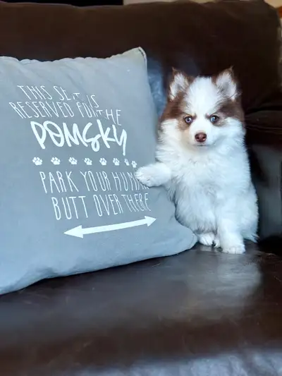 Adorable Toy Pomsky! Ready To Go!, View more