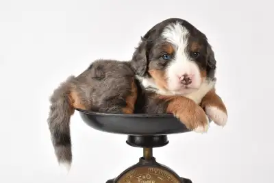 Adorable Medium Bernedoodles, View more