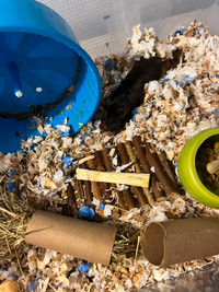 Hamster syrien ourson noir mâle à donner bien lire description
